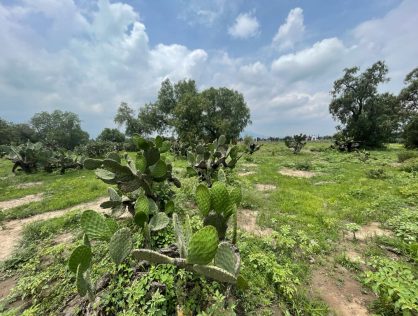 Terreno en venta en San Martin de las Pirámides